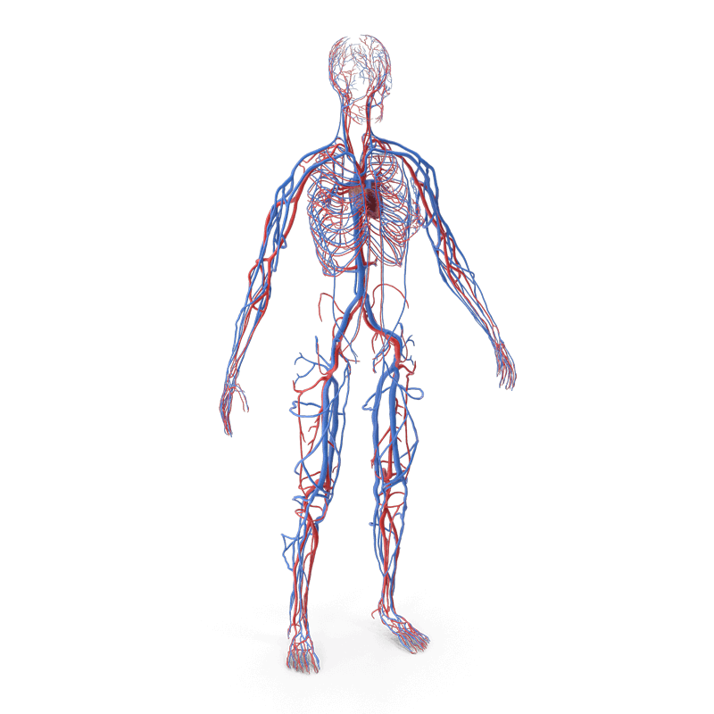 Gläserner Mensch mit Darstellung aller Gefäße als Schlüsselbild zur Erklärung der MRT-Untersuchungen der Gefäße (Angiographie)
