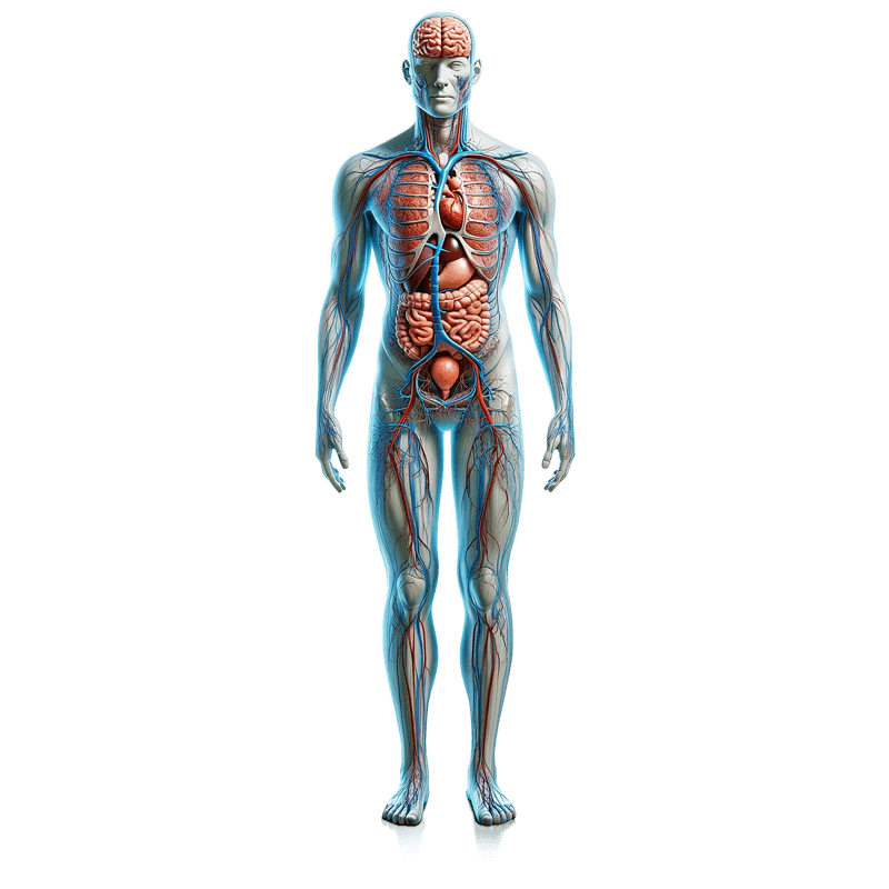 Darstellung eines anatomischen gläsernen Menschen sinnbildlich für die Beschreibung und Erklärung der MRT-Untersuchungen einer Ganzkörper-MRT