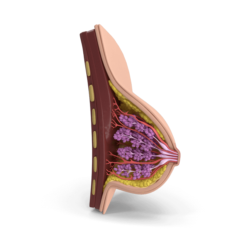 Querschnitt einer weiblichen Brust als Schaubild für den Untersuchungsbereich der MRT-Diagnostik Mammographie (Brustuntersuchung)