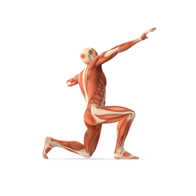 Illustration eines gläsernen Menschen in einer Bewegungspose, der sinnbildlich für MRT Untersuchungen des Bewegungsapparates steht.