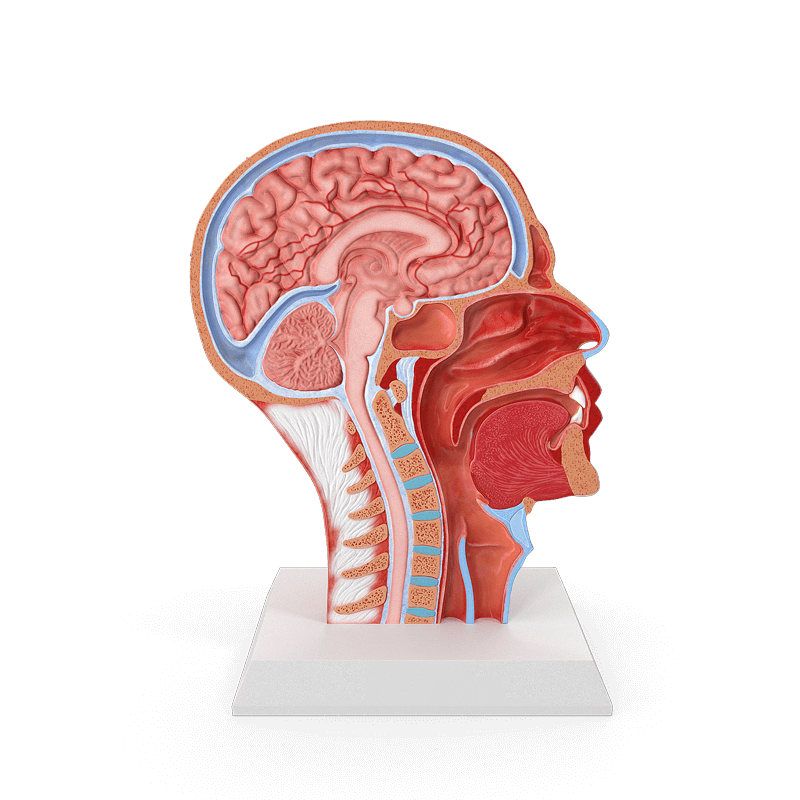 Ansicht eines Kopfes mit Blick auf den inneren Aufbau — durch MRT Diagnostik