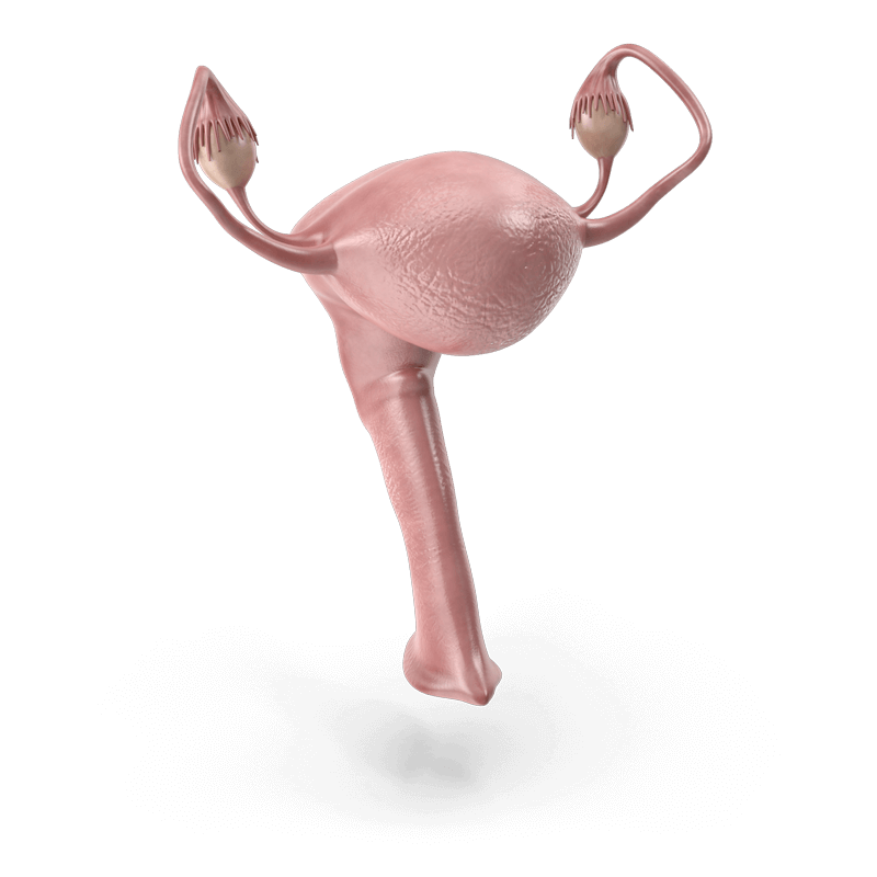 Darstellung der Gebärmutter als optische Unterstützung der Darstellung des Untersuchungsbereichs weiblicher Unterleib und Prostata im MRT